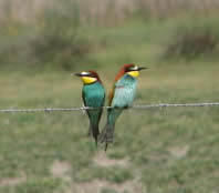 bee-eaters