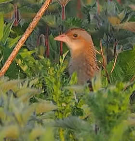 Corncrake (Dave Farrow)