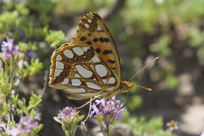 Queen of Spain fritillary