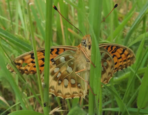 dark green fritillary