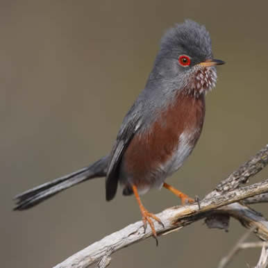 Dartford warbler (Steve Fletcher)