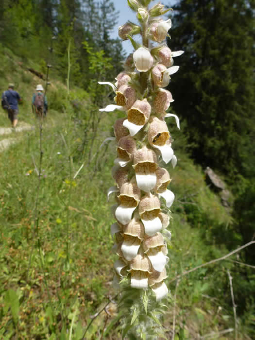 Digitalis lanata