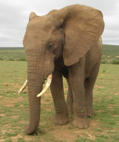 African elephant