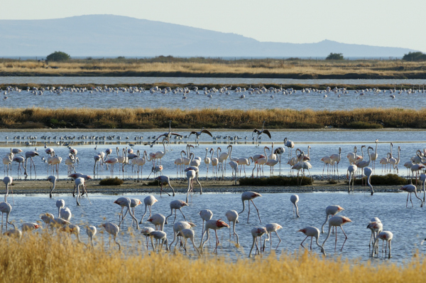 flamingos