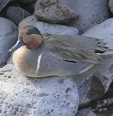 green-winged teal
