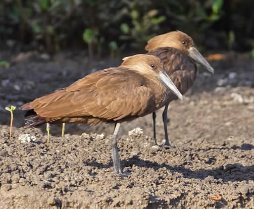 hamerkop