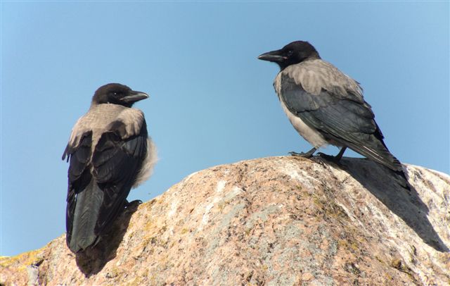 hooded crows