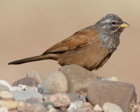 house bunting