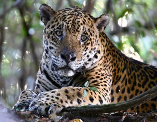 jaguar