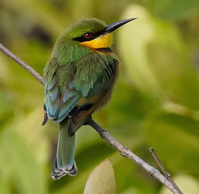 little bee-eater