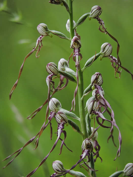 lizard orchid Himantoglossum adriaticum