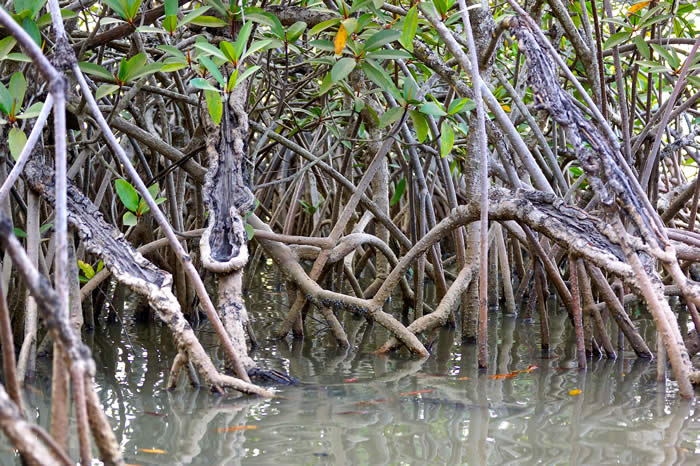 mangrove