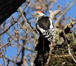middle spotted woodpecker (Domen Stanič)