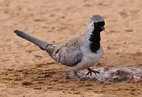 namaqua dove