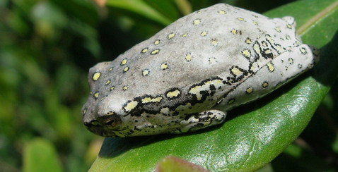 painted reed frog