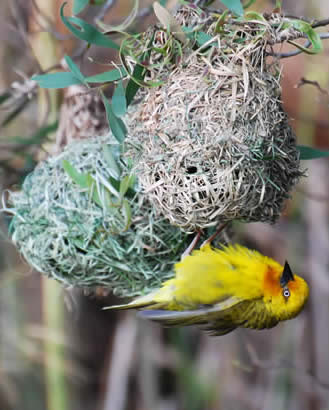 Cape weaver