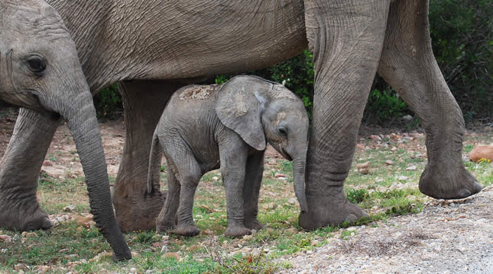 elephant calf