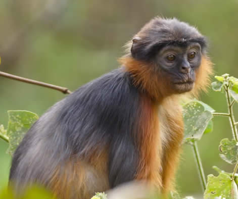 red colobus monkey