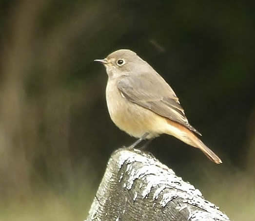 redstart