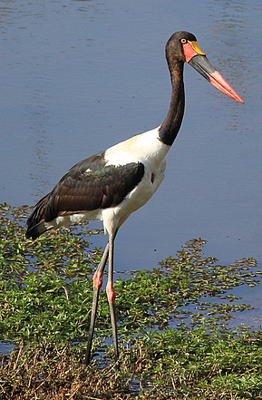 saddlebill stork
