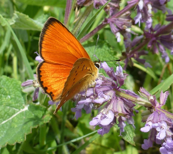 scarce copper