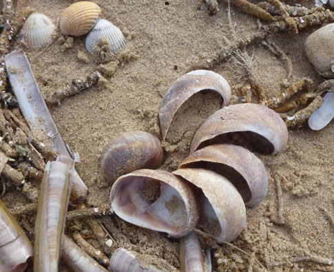 slipper limpets