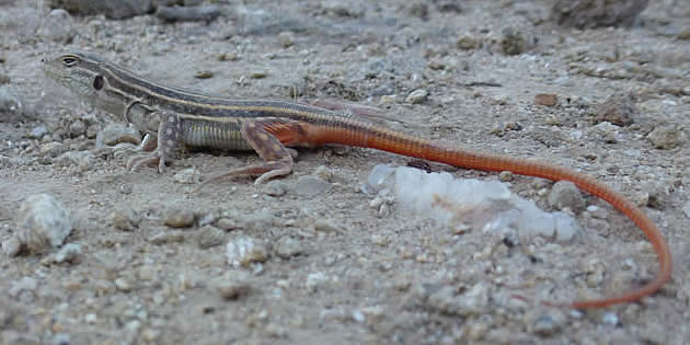 spiny-footed lizard