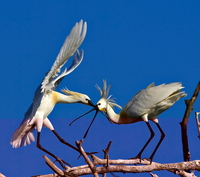 spoonbills