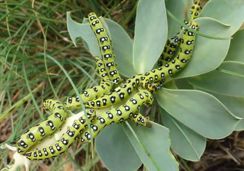 spurge hawkmoth caterpillars