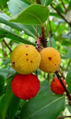 strawberry tree fruits