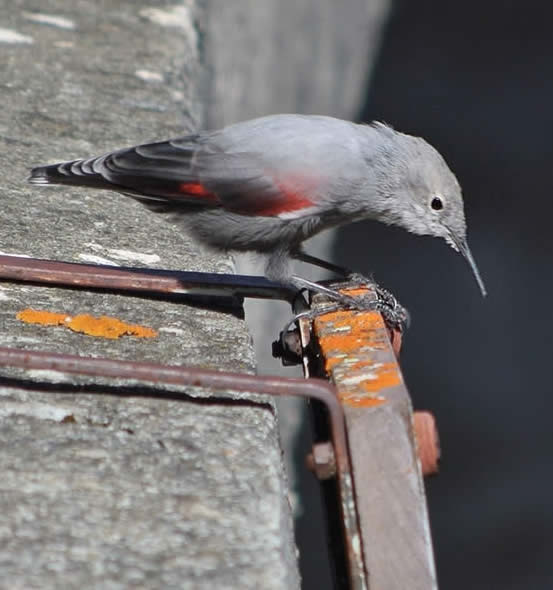 wallcreeper (Ivan Nethercoat)