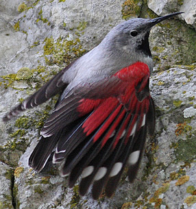 wallcreeper