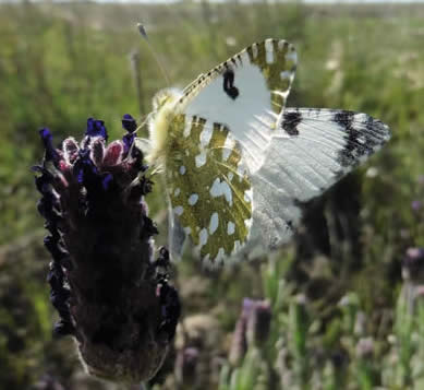 western dappled white