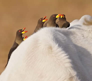 yellow-billed oxpeckers