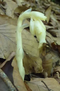 yellow birdsnest
