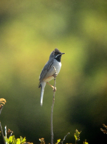 Ruppell's warbler (Rob Lucking)