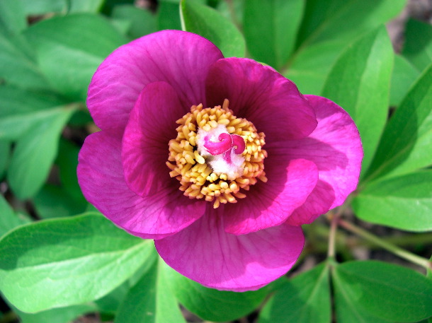 Paeonia mascula  (Rob Lucking)