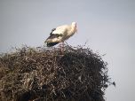 Polychnitos storks' nest (Rob Lucking)