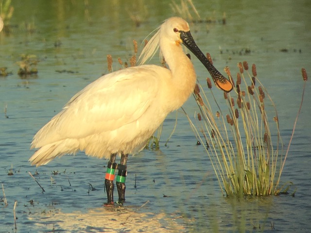 Spoonbill