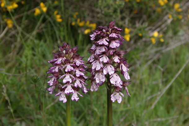 Lady orchids (Chris Gibson)