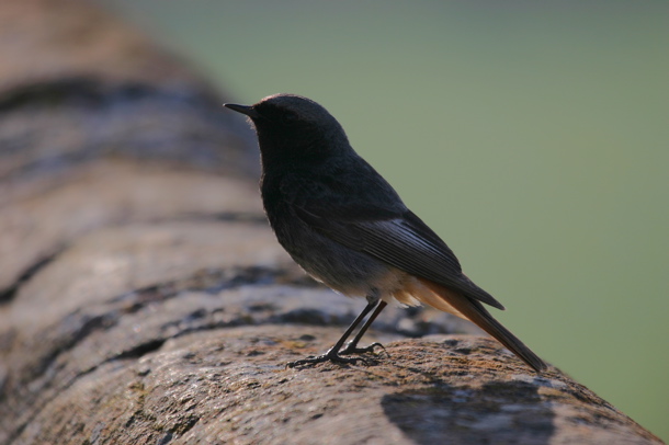 male black redstart (Chris Gibson)