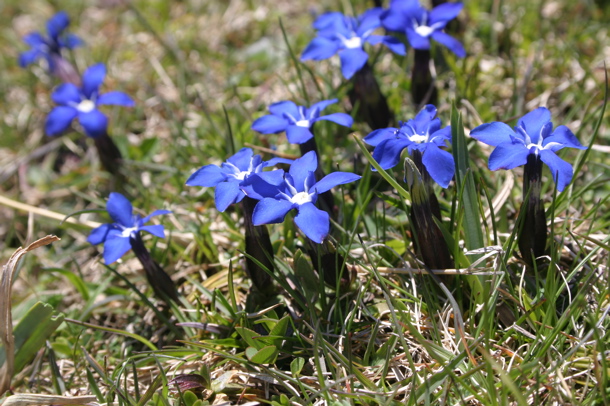 Spring gentians (Chris Gibson)