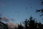 vultures at dawn (Chris Gibson)