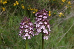 Lady orchids (Chris Gibson)