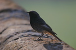 male black redstart (Chris Gibson)