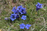 Trumpet gentians (Chris Gibson)