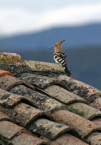 Hoopoe (Chris Gibson)